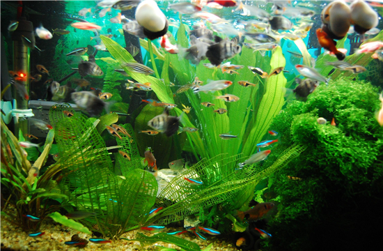 能幫助提升運(yùn)勢(shì)的客廳物件有哪些？