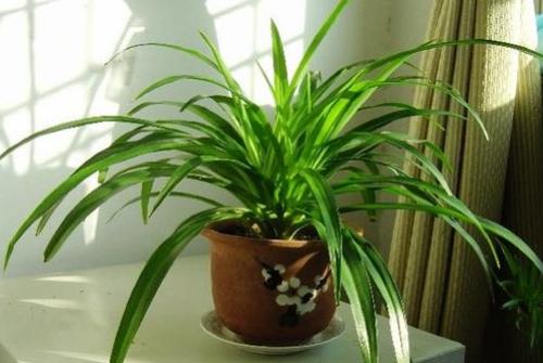 新裝修的別墅如何去除甲醛